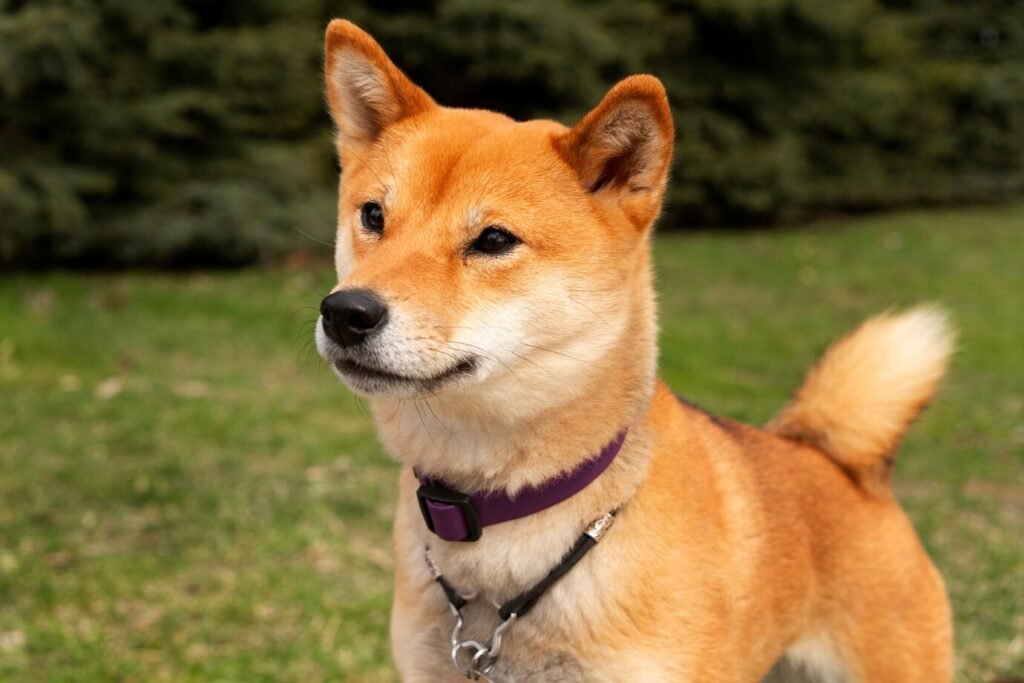 Side View Cute Shiba Inu Dog 23 2149457805